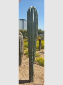 Saguaro sale AZ 85042